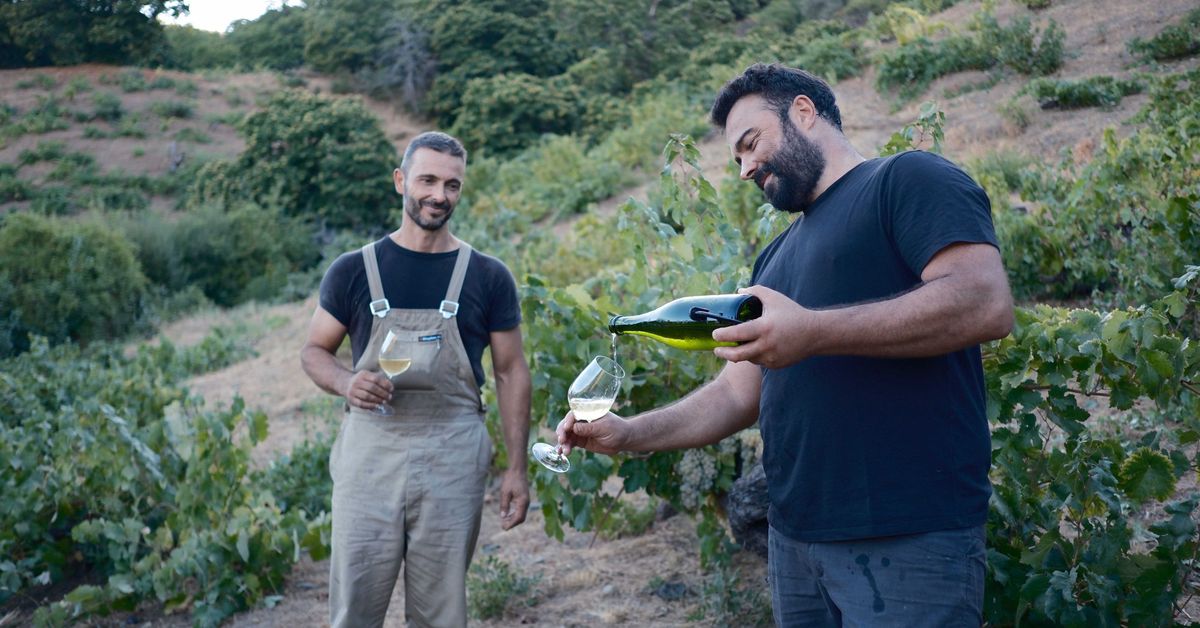 Recuperación de viñedos en el Valle del Genal