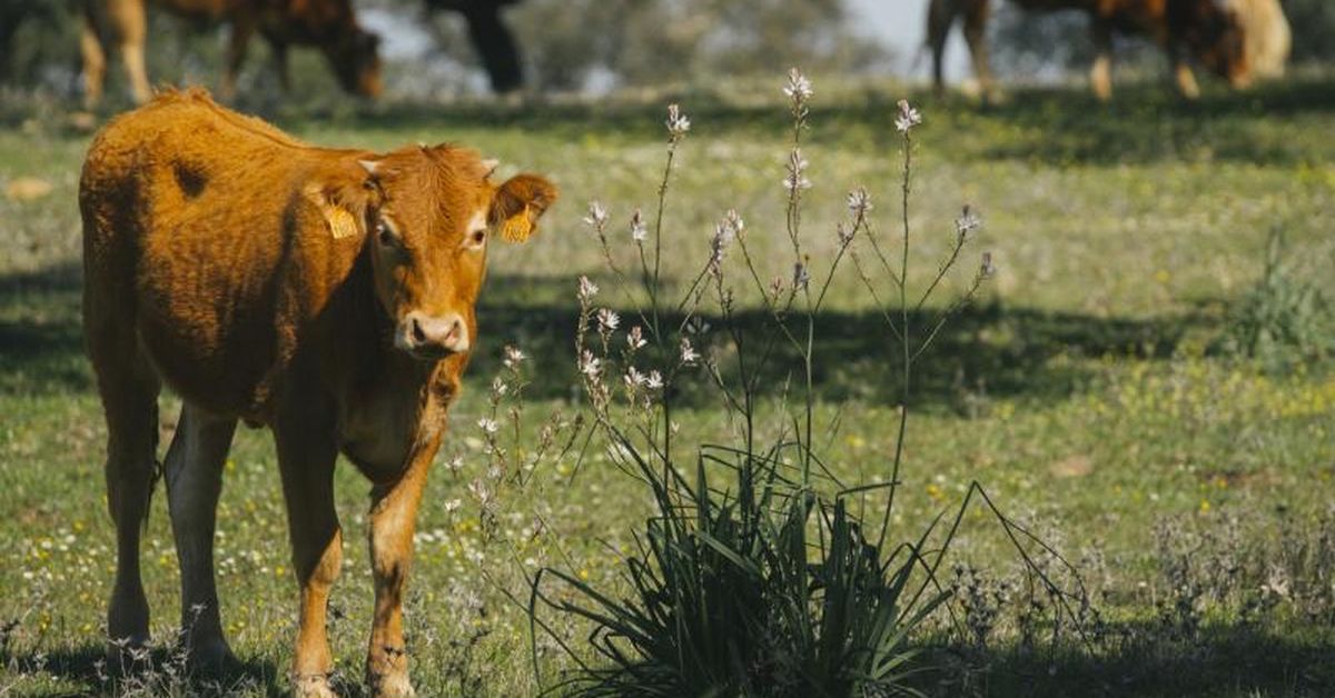 Pueblo cerca de Sevilla rodeado de naturaleza y calma ideal para otoño