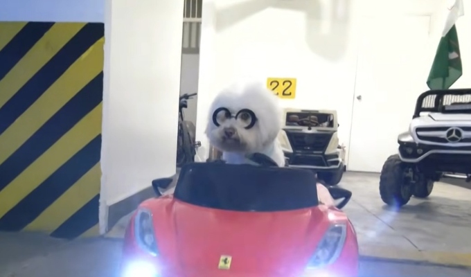 Descripción de la vida y vestuario exclusivo del perro Anko