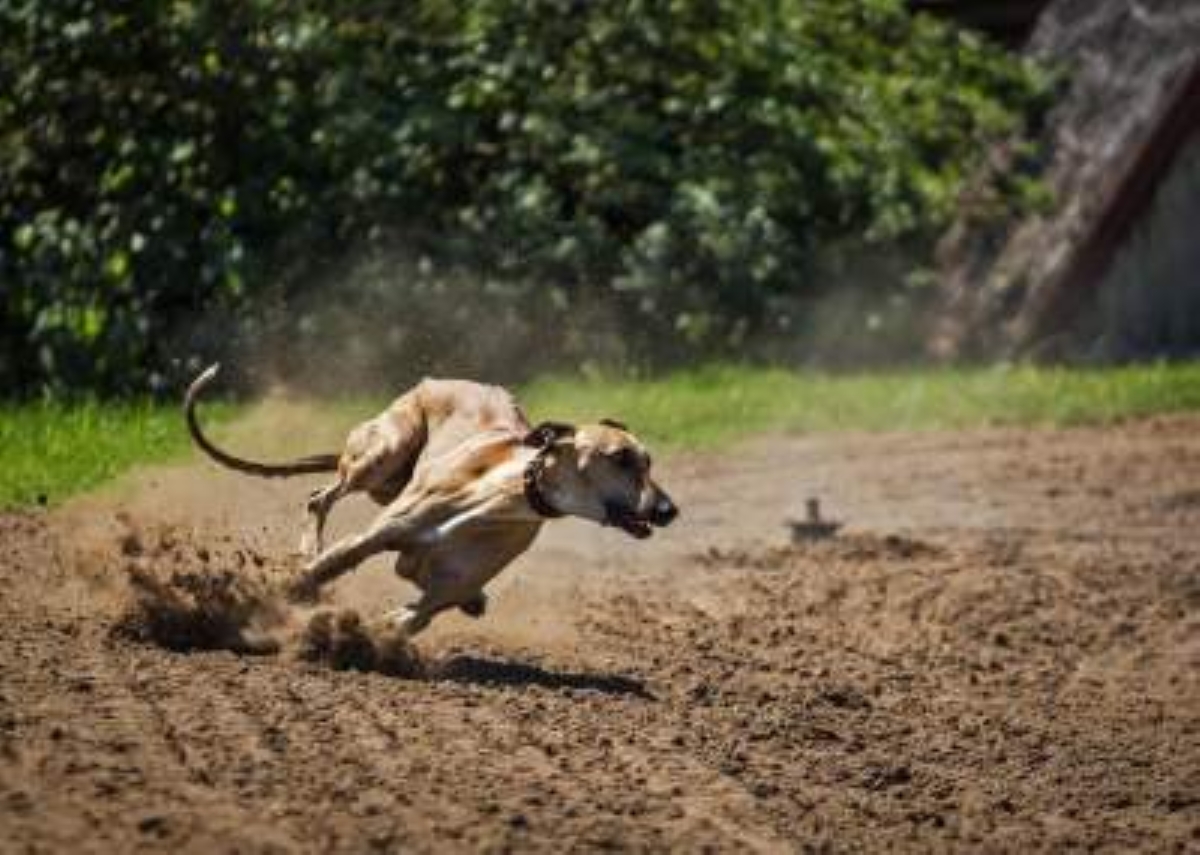 Municipio chileno prohíbe carreras de galgos y reabre debate sobre bienestar animal
