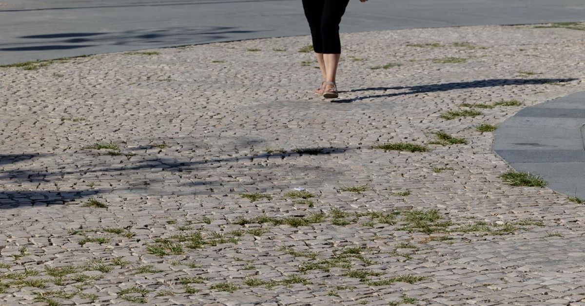 San Antonio en Cádiz se transforma en un espacio similar a un jardín