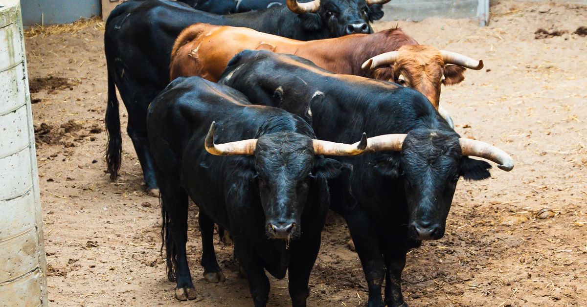 El novillero: aprendizaje para ser torero