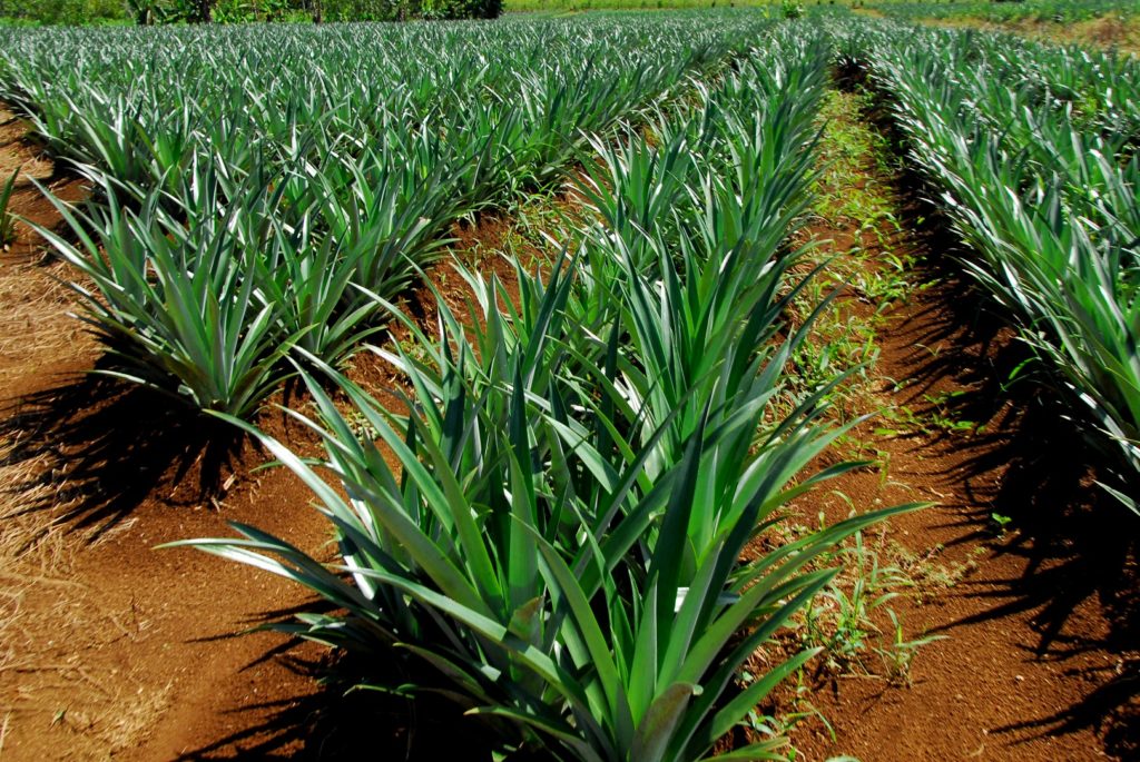 Frenasapp renueva pedido de moratoria para nuevas siembras de piña