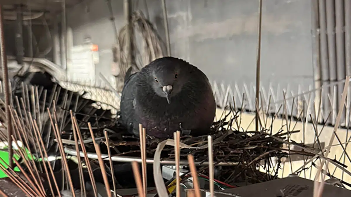 Prohíben alimentar palomas urbanas por riesgo a incubación y supervivencia