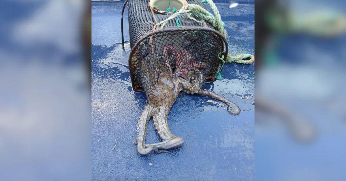 Requisan 126 kilos de pulpo en Vigo y otras rías gallegas