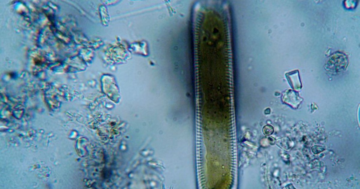 Alga Chlamydomonas, clave para el Nobel de Medicina