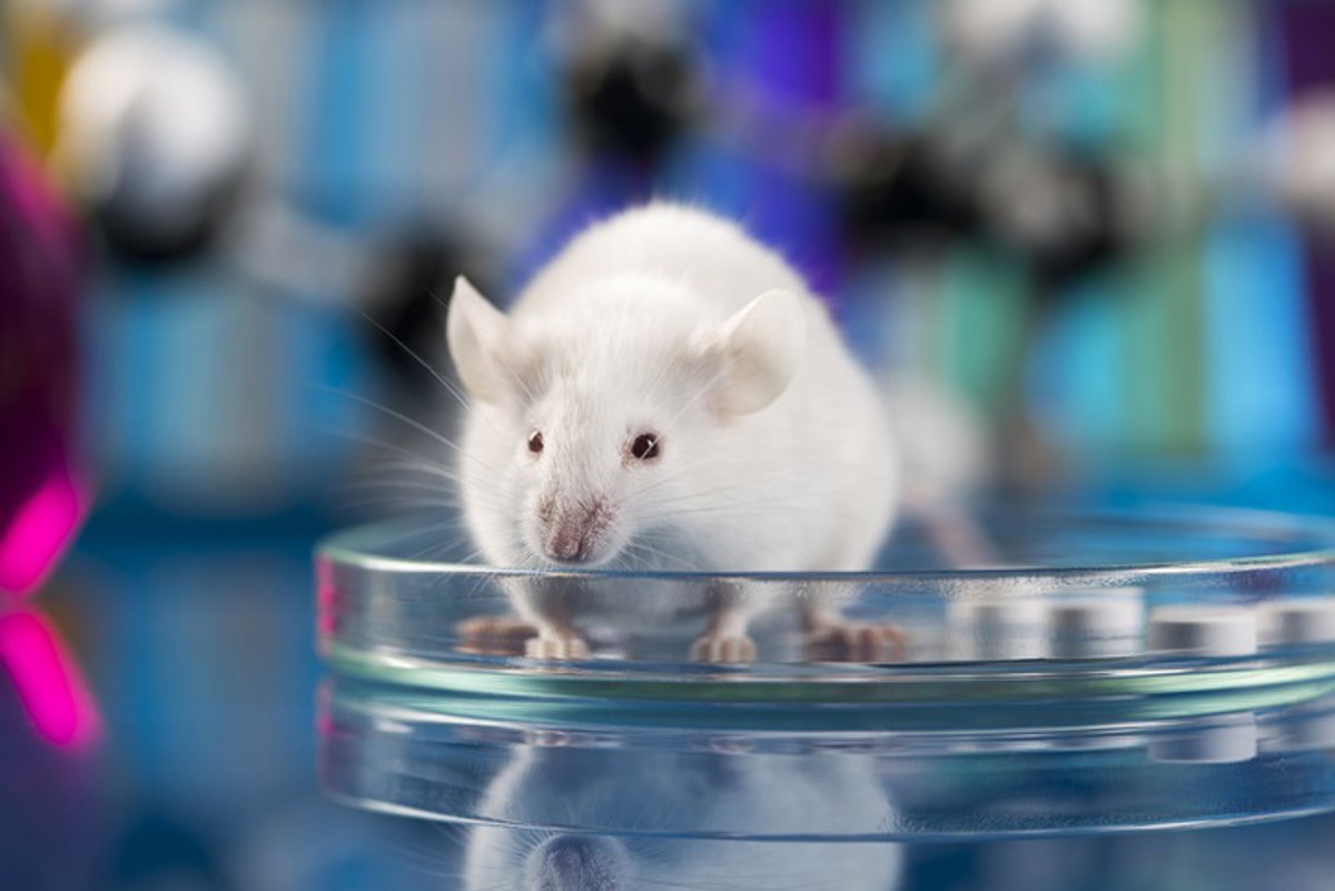 Corrección molecular restaura crecimiento cerebral en ratones con síndrome de Angelman