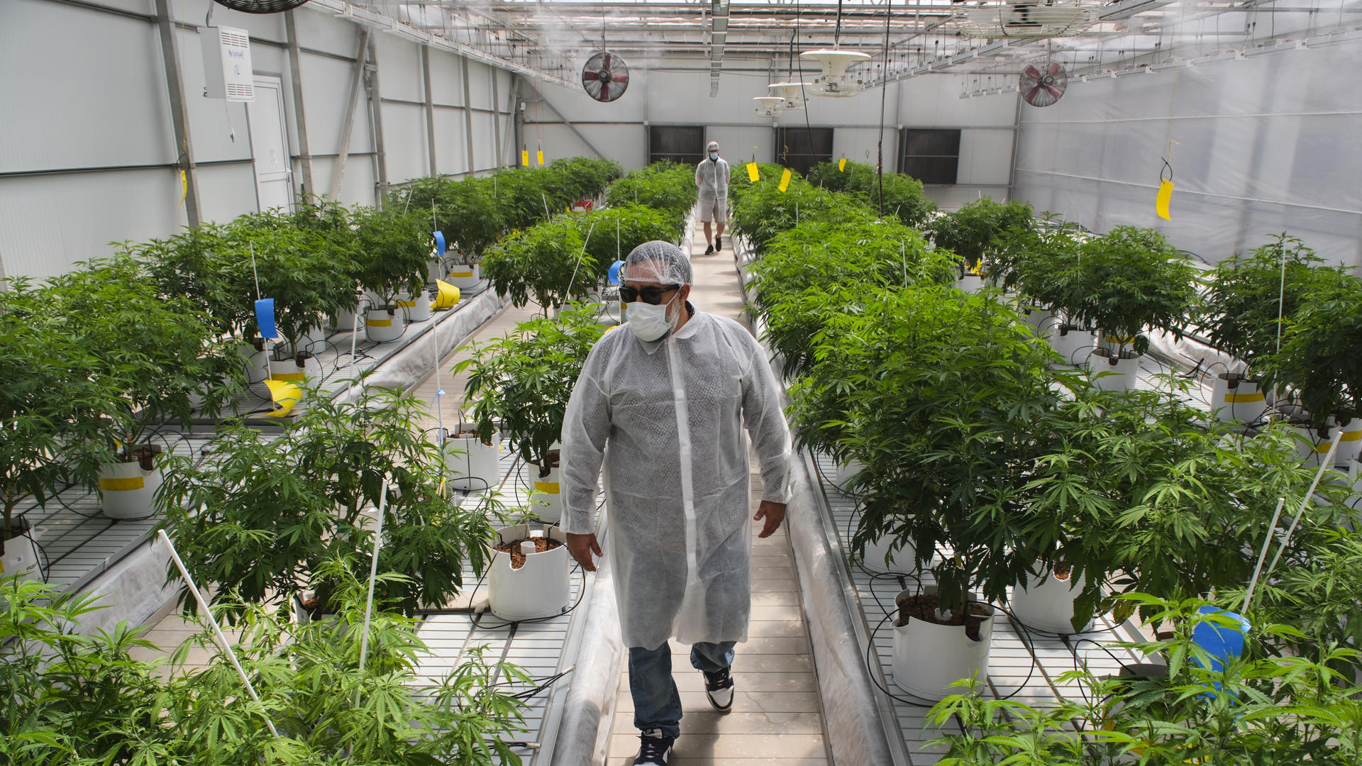 Doctor Manuel Guzmán aclara que el cannabis es un medicamento con efectos específicos