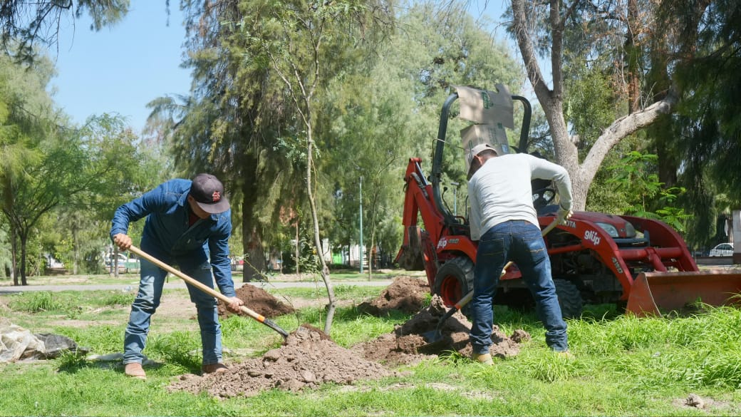 Plantan 300 ejemplares para recuperar áreas verdes en Bosque Venustiano Carranza