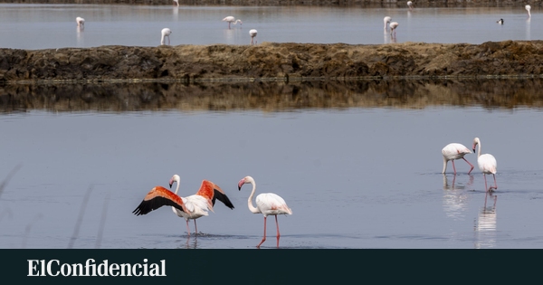 Reducción del riego ilegal y reforestación en Doñana
