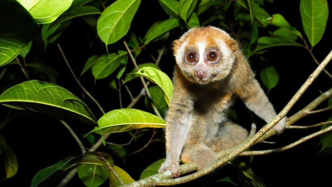 Encuentran primate venenoso creído extinto hace casi 90 años