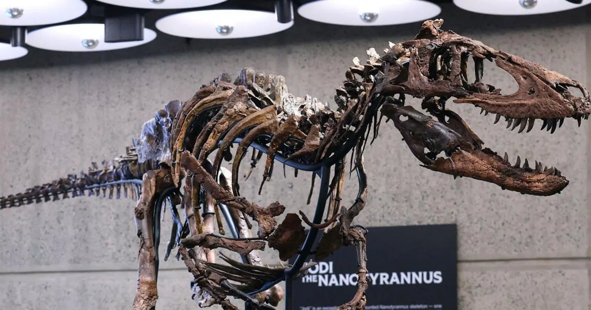 Fósil de pariente enano del T. rex subastado por más de 47 millones en Nueva York