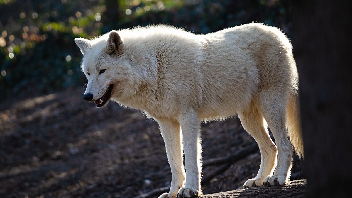Lobo ataca a niña de 8 años en parque de Alemania y la deja gravemente herida