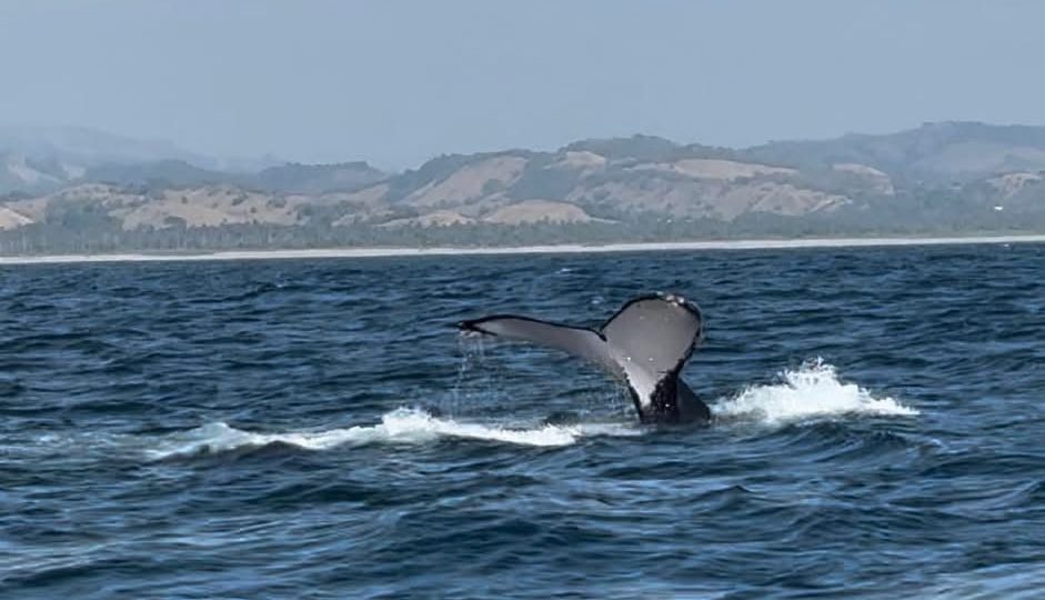 Michoacán reconocido como destino oficial para avistamiento de ballenas